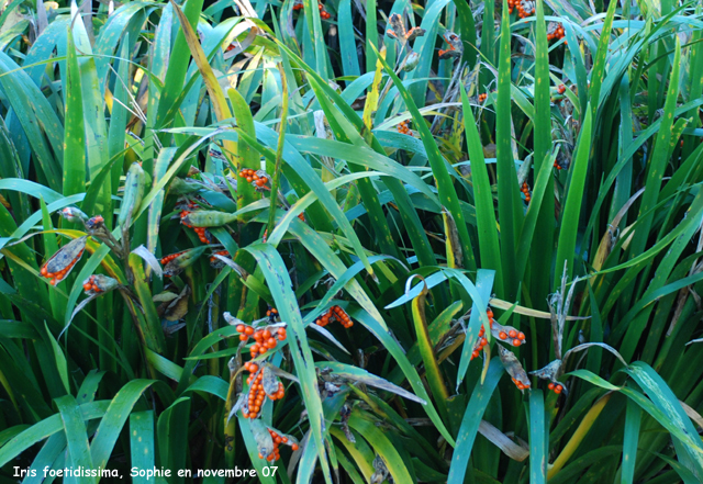Iris foetidissima