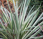 iris foetidissima 'Variegata'