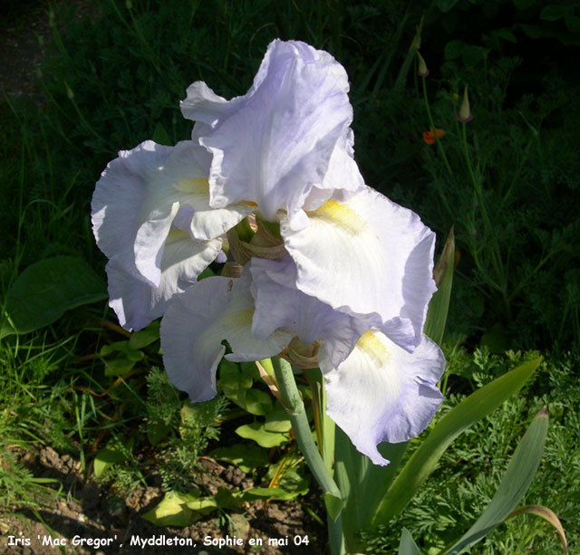 Iris 'Helen MC Gregor'