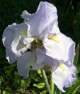 Iris 'Helen Mc Gregor'