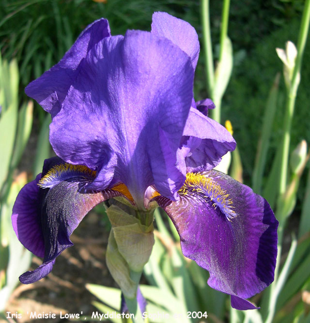 Iris 'Maisie Love'