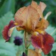 Iris 'Meadow Court'