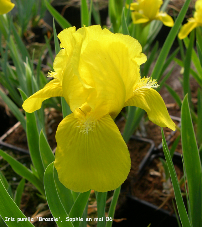 Iris 'Brassie'