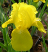 Iris 'Brassie'