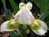 Iris 'Greeenspot'
