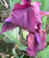 Iris 'Vherry Garden'