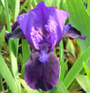 Iris 'Cyanea'