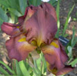 Iris 'Tarn House'