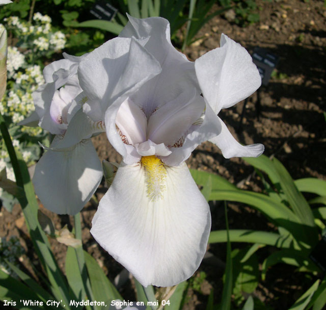 Iris 'White City'