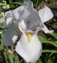 Iris 'White City'