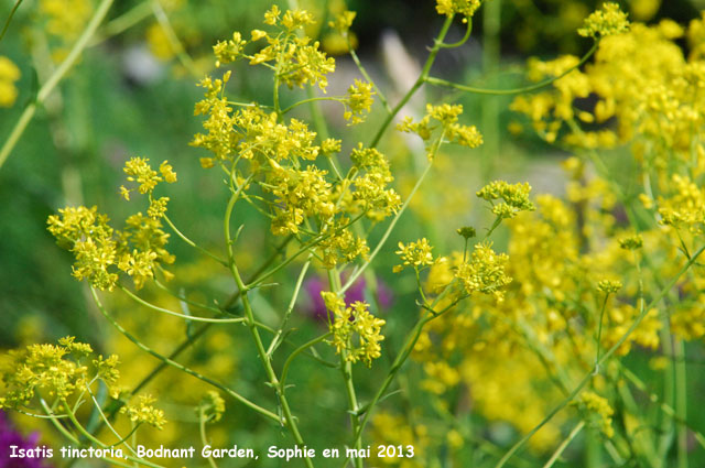 Isatis tinctoria