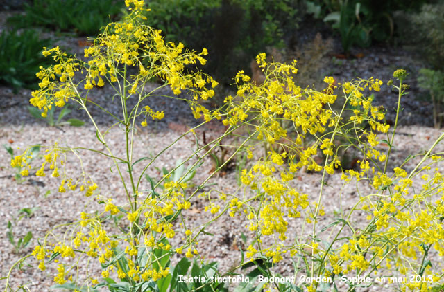 Isatis tinctoria