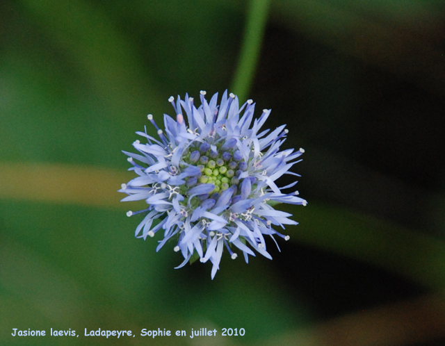 Jasione laevis