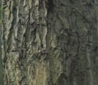 Juglans mandshurica