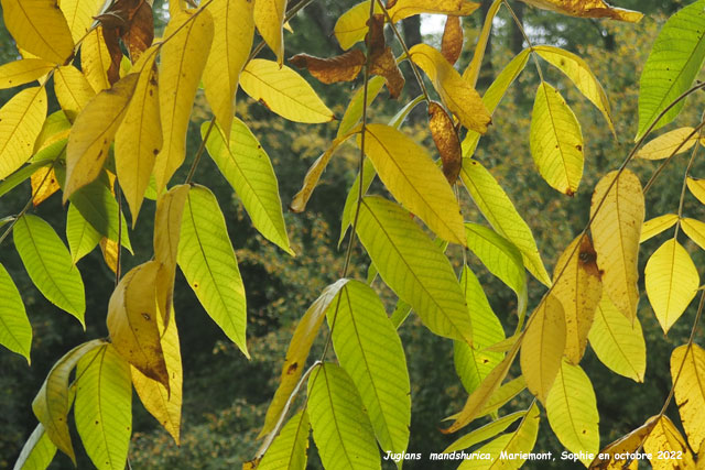 Juglans mandshurica