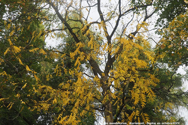 Juglans mandshurica