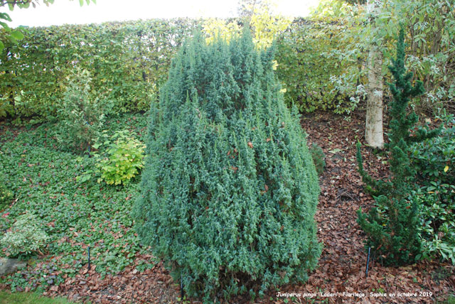 Juniperus pingii 'Loderi'