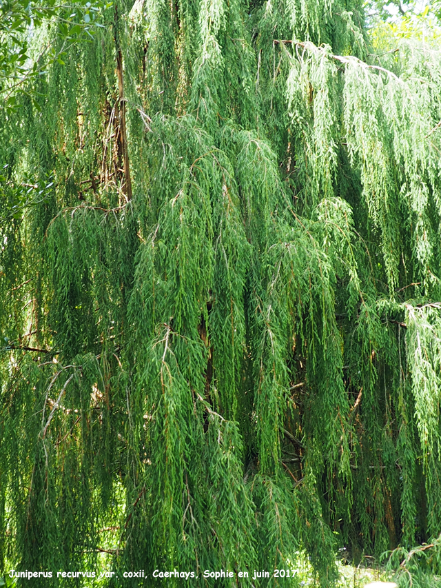 Juniperus recurva var. coxii