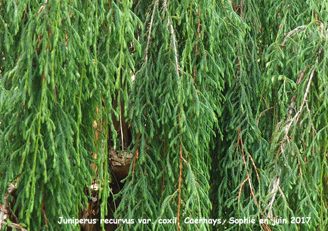 Juniperus recurva var. coxii