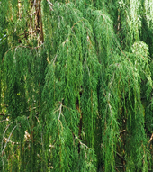 Juniperus recurvus var. coxii