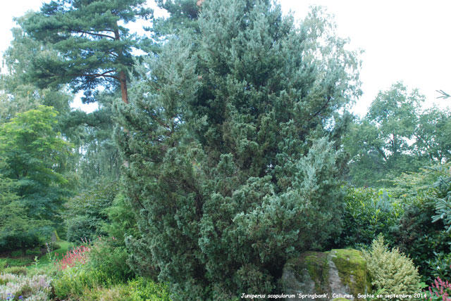 Juniperus scopulorum 'Springbank'