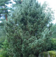 Juniperus scopulorum 'Springbank'