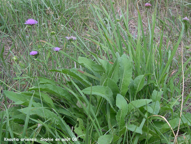 Knautia arvenis