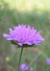 Knautia arvensis