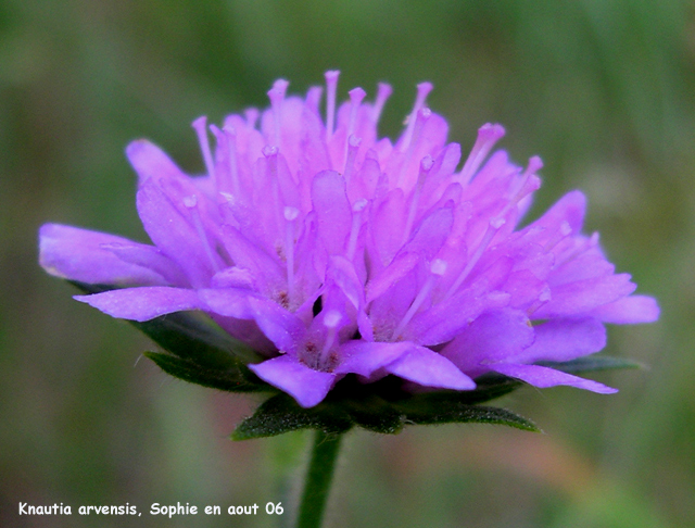 Knautia arvenis