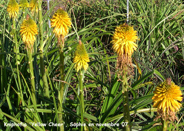 Kniphofia 'Yellow Cheer'