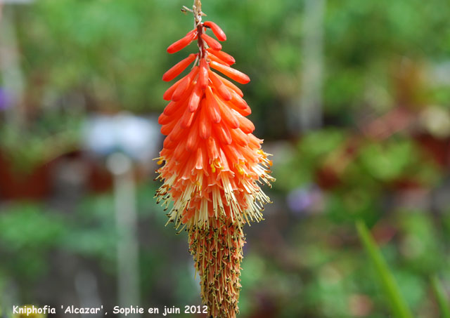 Kniphofia 'Alcazar'