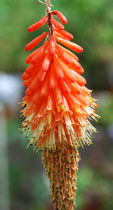 Kiniphofia 'Alcazar'
