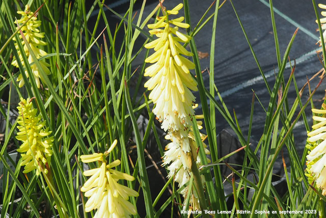 Kniphofia 'Bees Lemon'