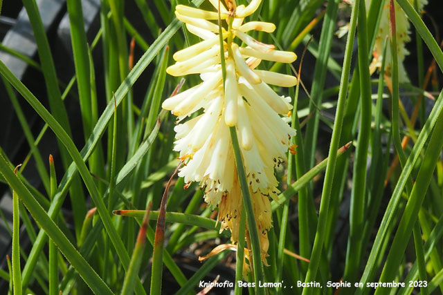 Kniphofia 'Bees Lemon'