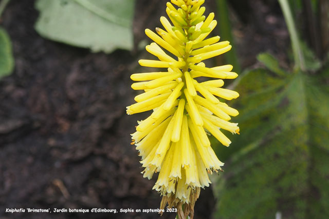 Kniphofia 'Brimstone'