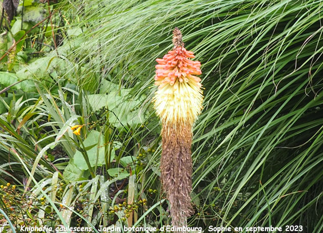 Kniphofia caulescens