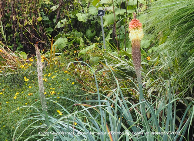 Kniphofia caulescens