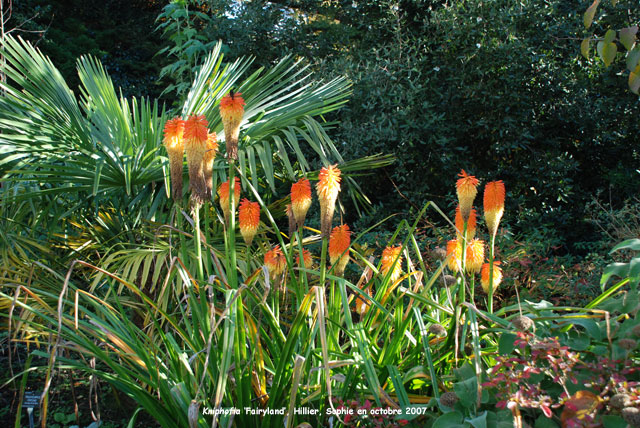 Kniphofia 'Fairyland'