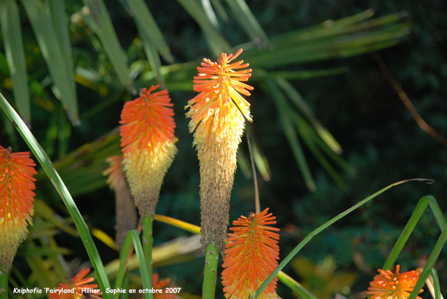 Kniphofia 'Fairyland'