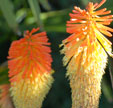 Kniphofia 'Fairyland'