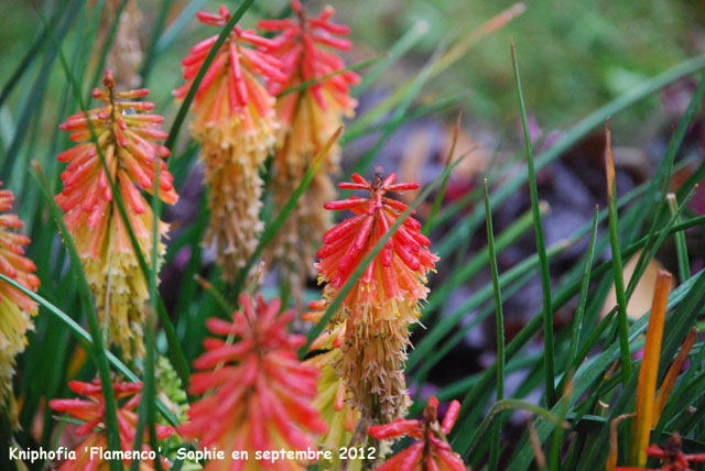 Kniphofia 'Flamenco'
