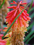 Kniphofia 'Flamenco'