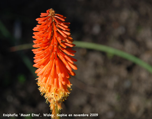 Kniphofia 'Mount Etna'