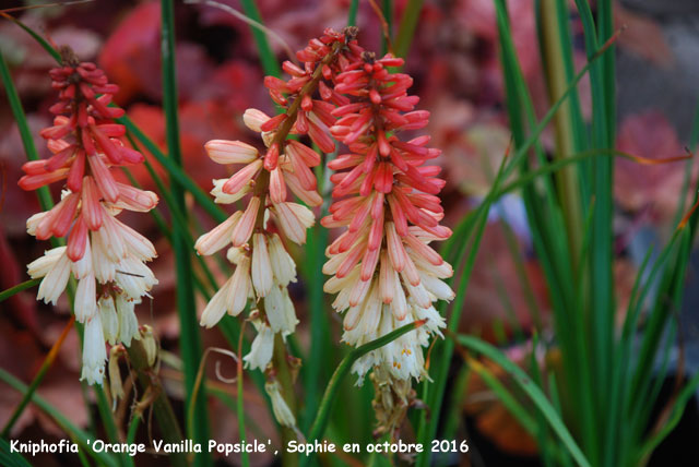 Kniphofia 'Orange Vanilla Popsicle'