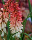 Kniphofia  'Orange Vanilla Popsicle'