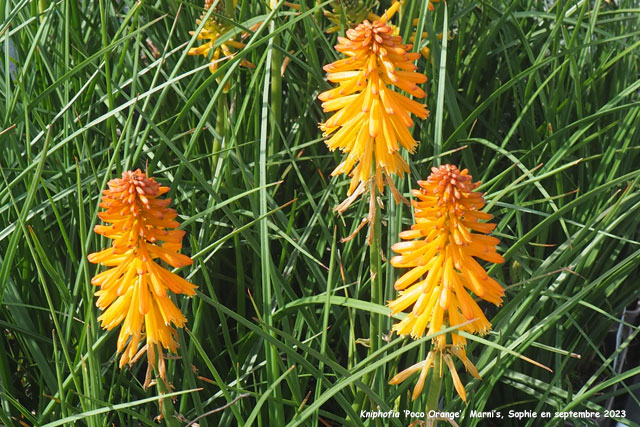 Kniphofia 'Poco Orange'