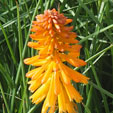 Kniphofia 'Poco Orange'