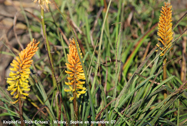 Kniphofia 'Rich Echoes'