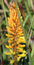 kniphofia 'Rich Echoes'