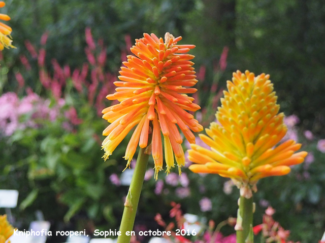 Kniphofia rooperi